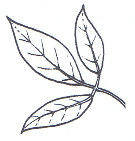 Trifoliate